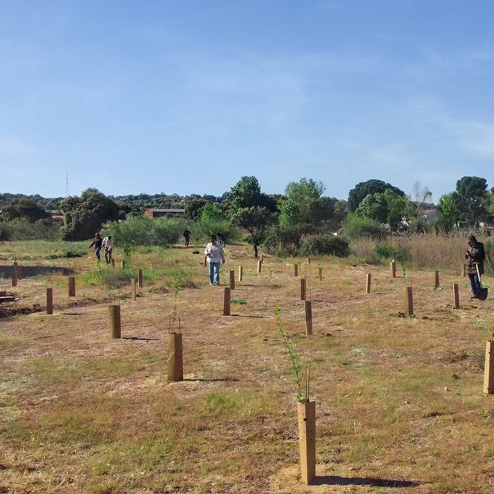 foto reforestacion